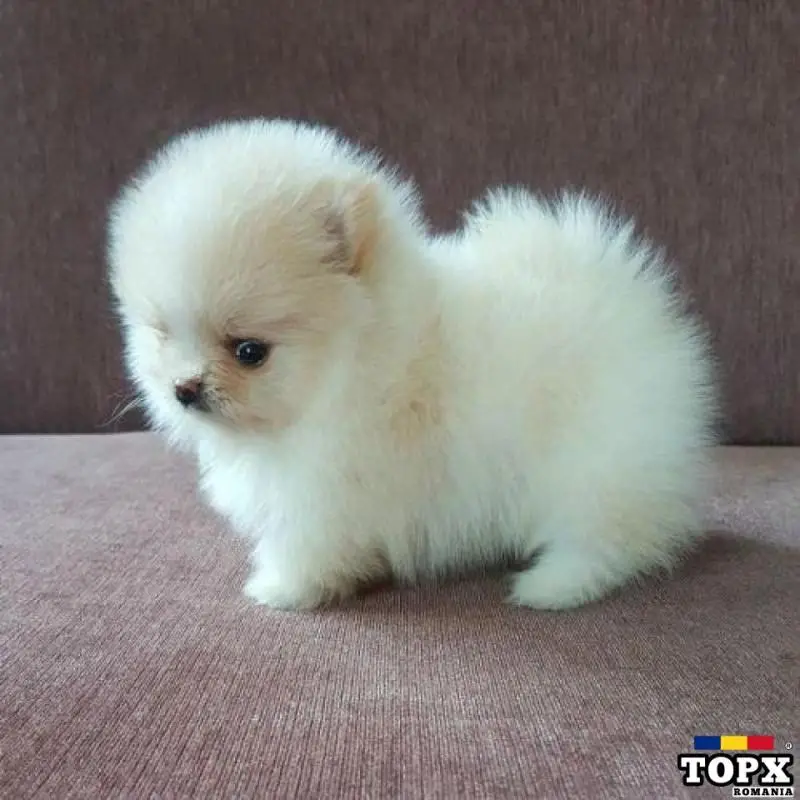 pomeranian mini