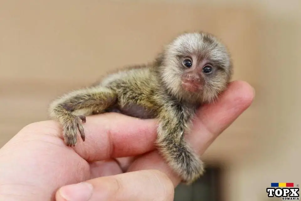 Pui de maimuțe marmoset pentru adopție