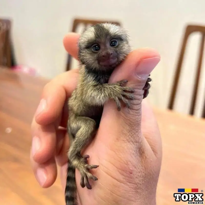 Creștem pui de maimuță capucină și marmoset
