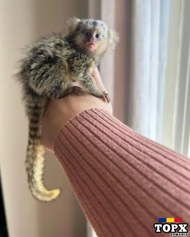 Maimuță marmoset adorabilă